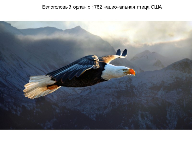 Белоголовый орлан с 1782 национальная птица США Белоголовый орлан с 1782 национальная птица США